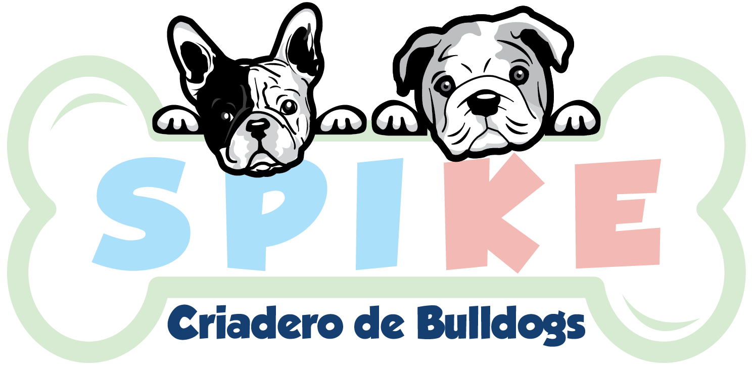 Cachorros Bulldogs Criadero Spike GDL
